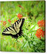Delicate Butterfly Canvas Print