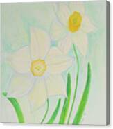Delicate Daffodils Canvas Print