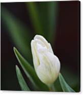 Delicate White Tulip Bud Canvas Print