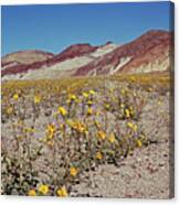 Desert Gold Super Bloom Canvas Print