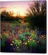 Desert Marigolds At Sunset Canvas Print