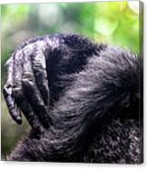 Detail Of The Hands Of Two Chimpanzees Canvas Print