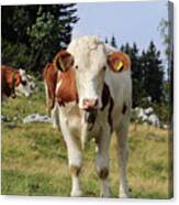 Detail On Pinzgauer Cattle Cow On Meadows In The Austrian Alps. Beautiful Brown And White Organizes The Freshest Grass Without Harmful Substances. Hochkar Mountain, Austria Canvas Print