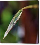 Dew Drops On A Leaf Canvas Print