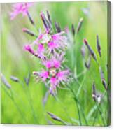 Dianthus Rainbow Loveliness Flowers Canvas Print