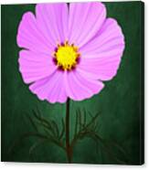 Digitally Painted Cosmos Canvas Print