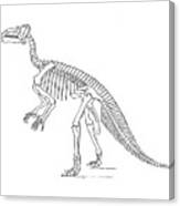 Dinosaur Bones Canvas Print