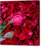 Directly Above Shot Of Rose With Leaf On Petals. Canvas Print