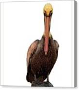 Disapproving Pelican Canvas Print