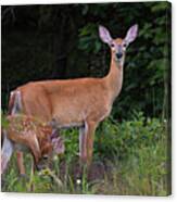 Doe And Fawn Canvas Print