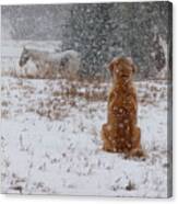 Dog And Horses In The Snow Canvas Print