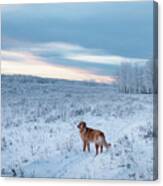 Dog In An Alberta Winter Pasture Canvas Print