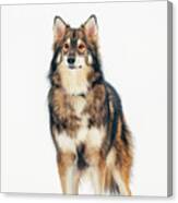 Dog In Snow Canvas Print
