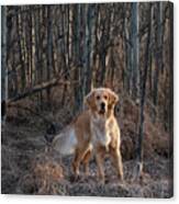 Dog In The Woods Canvas Print