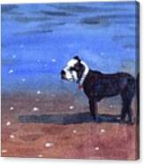 Dog On A Beach Canvas Print