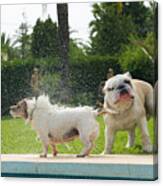 Dog Splashing A Bulldog By The Pool Canvas Print