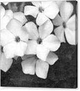 Dogwood In Black And White Canvas Print