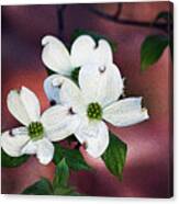 Dogwood In Red Canvas Print