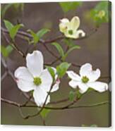 Dogwood In Spring #3 Canvas Print