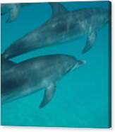 Dolphins Swimming By Canvas Print