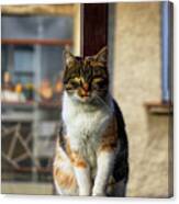 Domestic Stylish Kitten Sitting In The Corner. Plump Cat Watchs Some Move In Garden. Intelligent Cute Cat. Interesting Cat Face. Serious Felis Catus Canvas Print