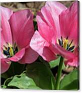Double Pink Tulips Canvas Print