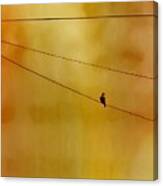 Dove On A Wire - Gold Canvas Print