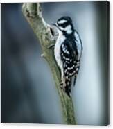 Downy Woodpecker Canvas Print