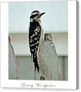 Downy Woodpecker Canvas Print