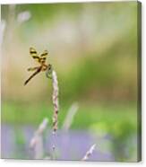 Dragonfly Nature Photography Canvas Print