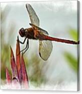 Dragonfly With Vignette Canvas Print