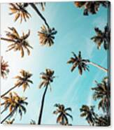 Dreaming Palms Canvas Print