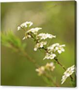 Dreamy White Flowers Canvas Print