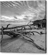 Drift Wood Beach Photograph Canvas Print