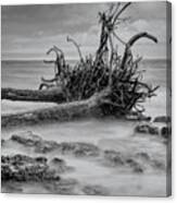 Driftwood Beach In Black And White Canvas Print
