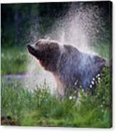 Dry Out Time. Brown Bear. Canvas Print