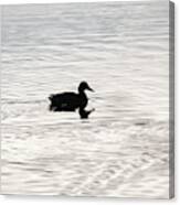 Duck In Calm Waters Canvas Print