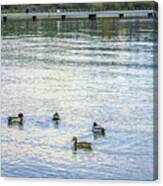 Ducks On The Lake Canvas Print