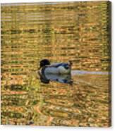 Ducky On Gold Pond Canvas Print