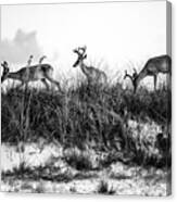 Dune Deer In Black And White Canvas Print