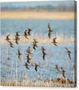 Dunlin Flyby Canvas Print