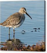 Dunlin In A Pond Canvas Print