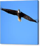 Eagle Fly Over Canvas Print