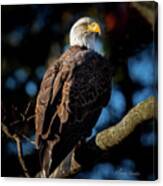 Eagle On A Branch Canvas Print