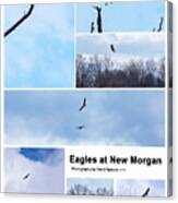 Eagles At New Morgan Canvas Print