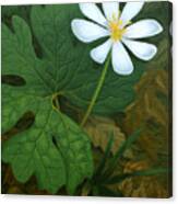 Early Bloomer Bloodroot Canvas Print