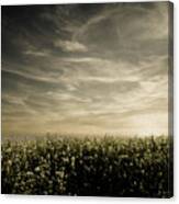 Early Evening Canvas Print