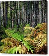 Early Fall Ferns On The Trail Canvas Print
