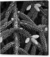 Early Growth Pine Cones On Tree Branches Canvas Print