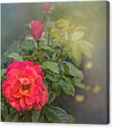 Early Morning Roses Canvas Print